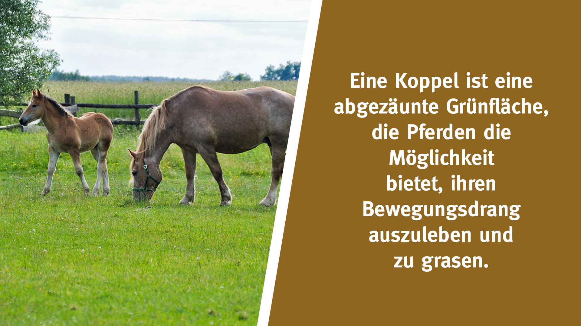 Eine Koppel ist eine abgezäunte Grünfläche, die Pferden die Möglichkeit bietet, sich an der frischen Luft zu erholen, ihren Bewegungsdrang auszuleben und zu grasen.